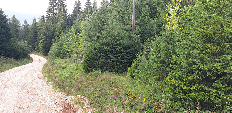 Vučija Luka, 3.500m2, borova šuma.